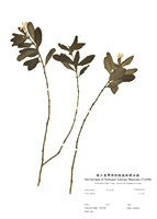 藏品(日日春)的圖片